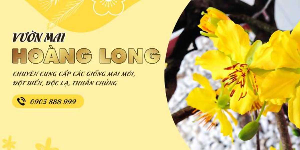 Tam Sắc Hoàng Mai Đẹp Tinh Tế Trên Từng Bông Hoa