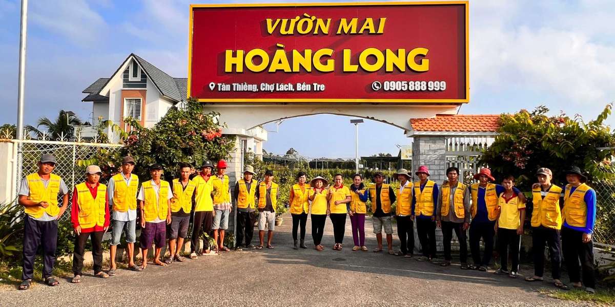 cách chọn hoa mai đẹp, đa dạng lộc đón Tết