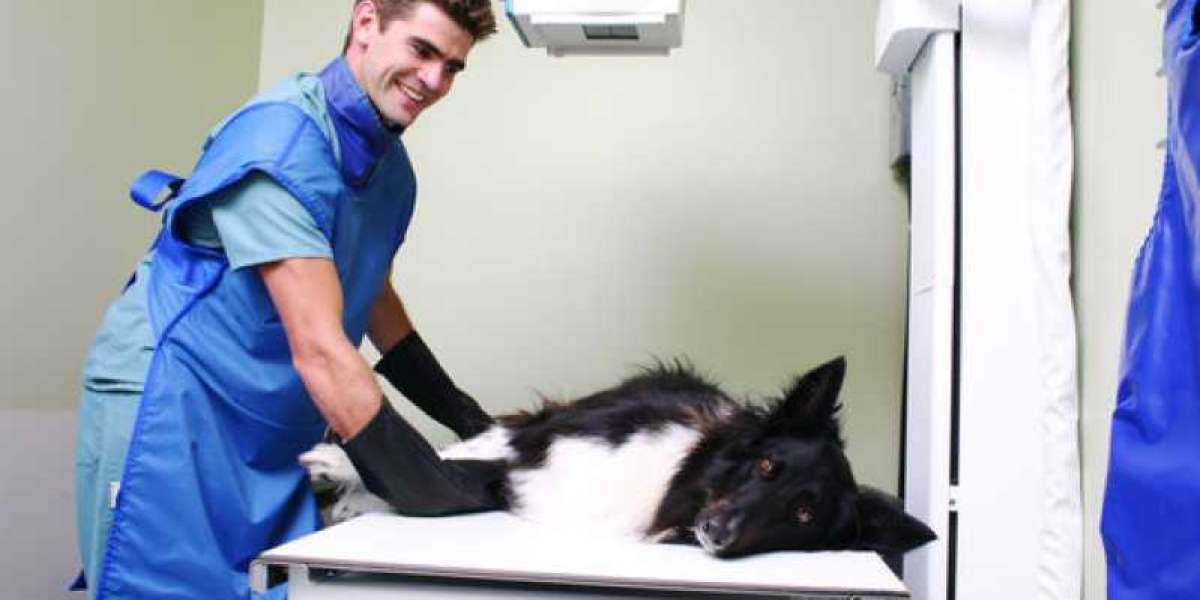 Understanding your Pets Blood Test Results