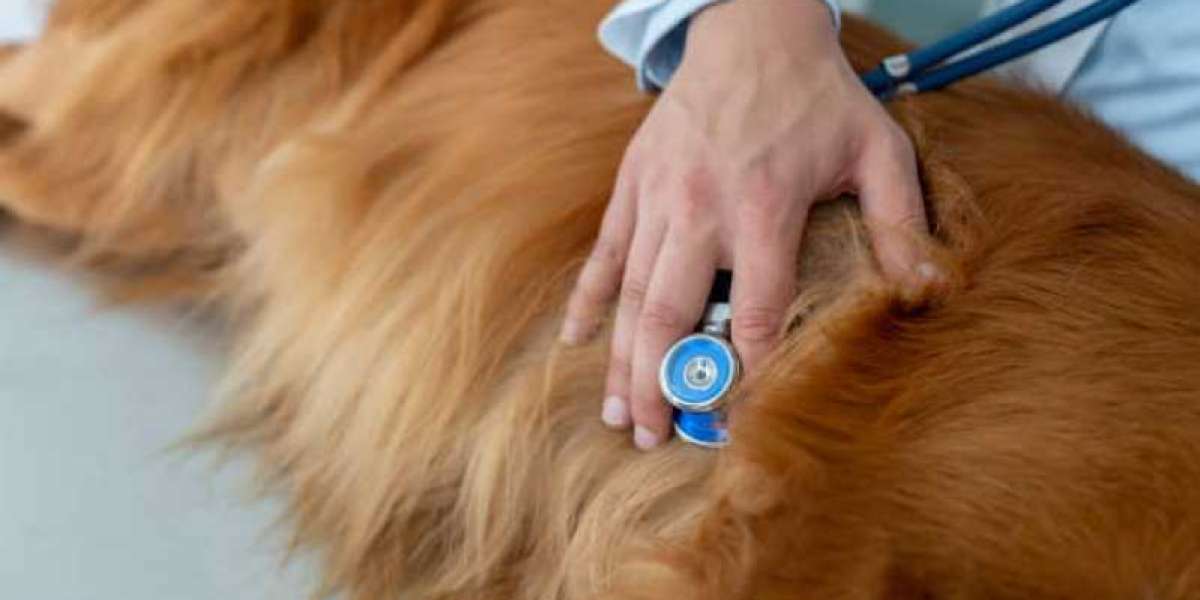 Radiografías para perros: herramienta para el diagnóstico