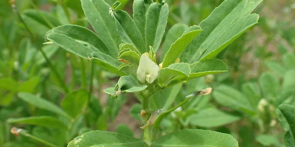 Cuidado y cultivo de la planta de ruda: Consejos esenciales